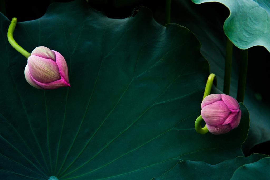 植物唯美荷花花蕾背景图片