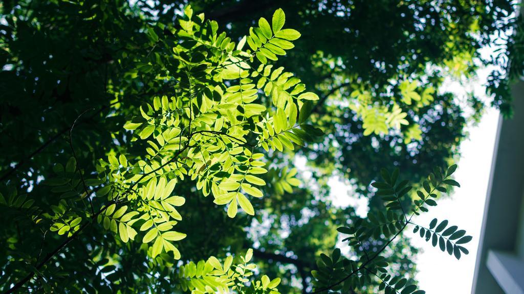 光影 德味 树荫