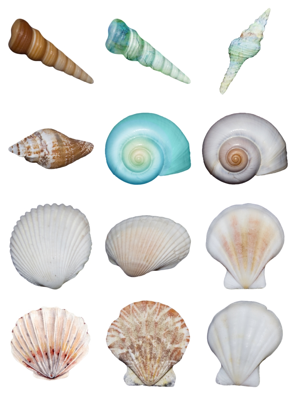 12个海螺扇贝素材