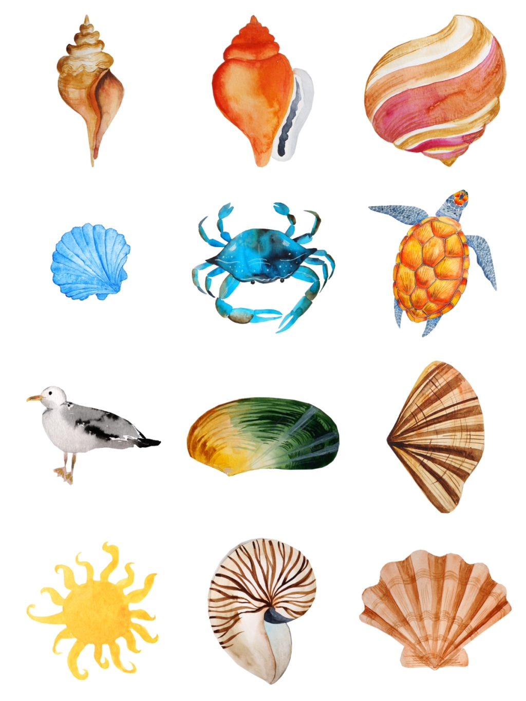 12个海生物贝类素材