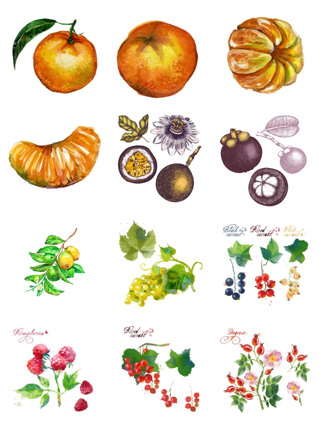 12个水果瓜藤素材