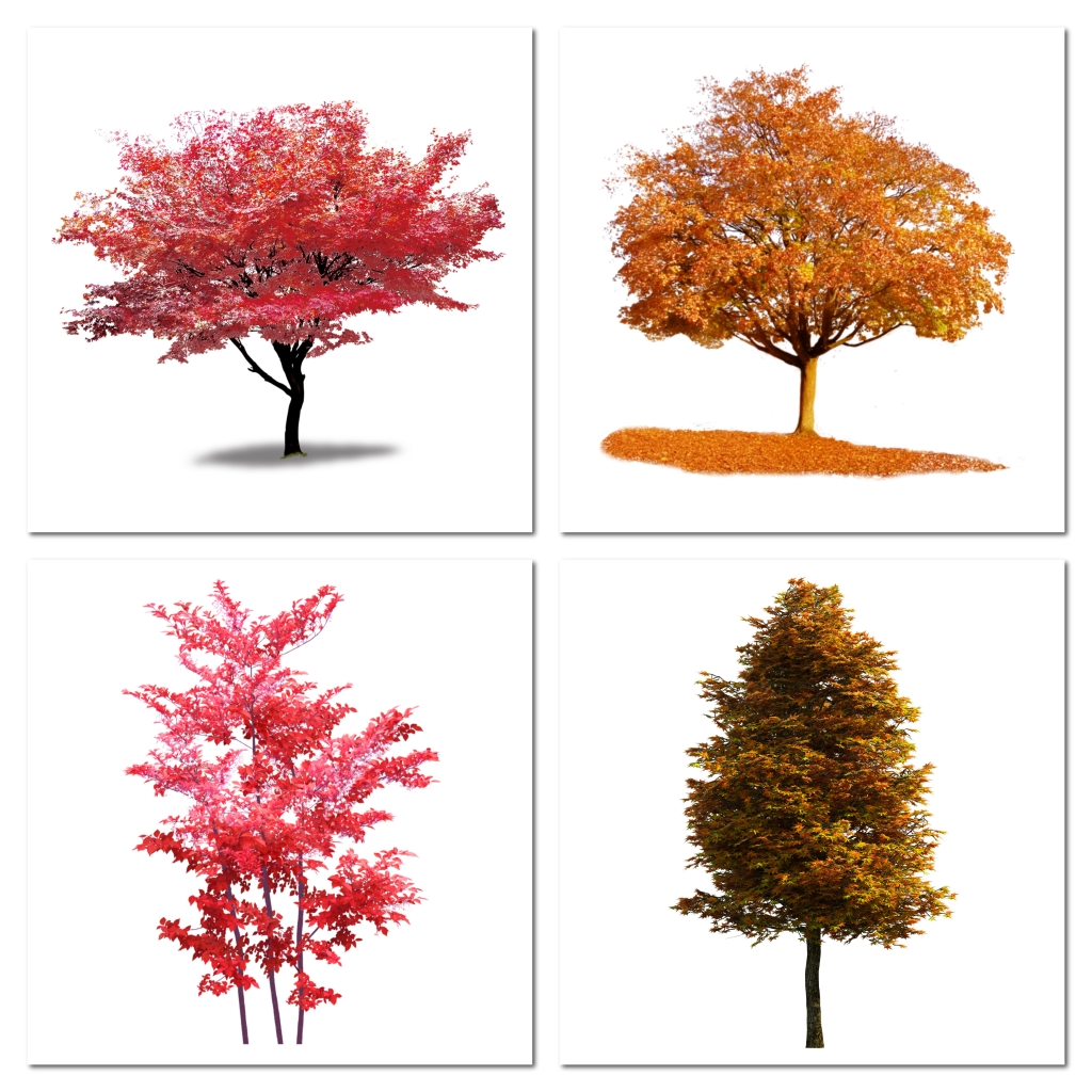 秋季秋天红色枫树树木png素材