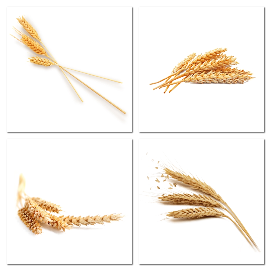 金色麦穗花纹素材