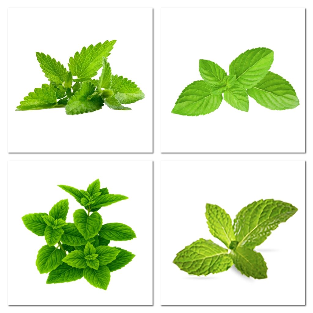 绿色薄荷叶子设计素材