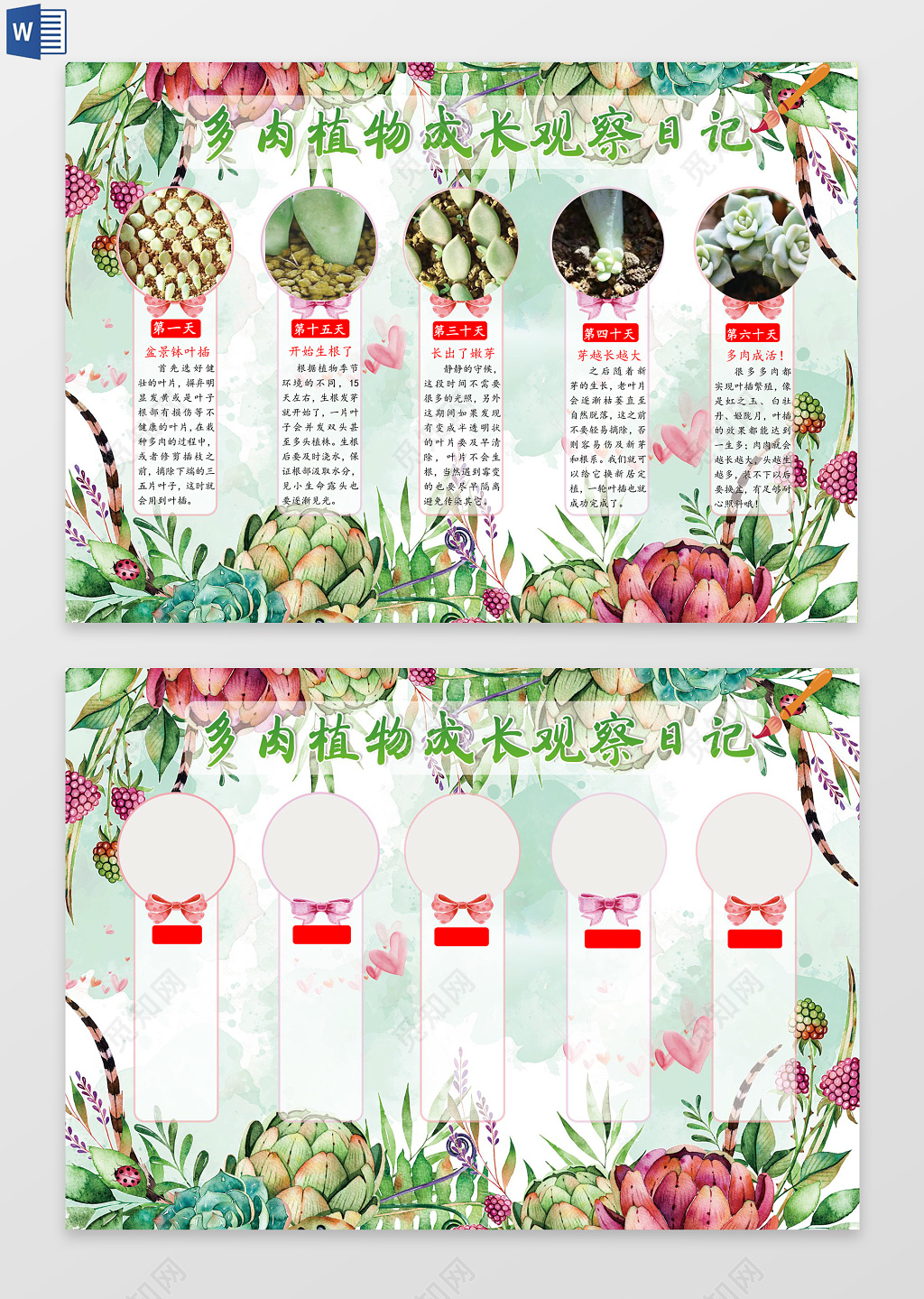多肉植物成长观察日记小报word电子小抄报边框花边