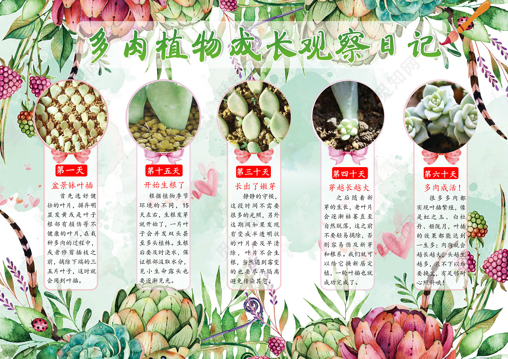 多肉植物成长观察日记小报word电子小抄报边框花边