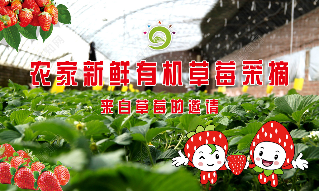 草莓农场水果生鲜广告设计海报
