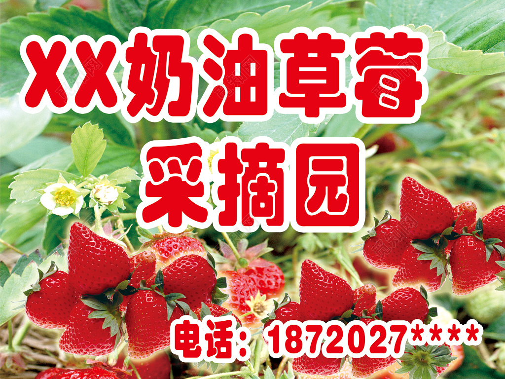 采摘园奶油草莓照片生鲜水果展板