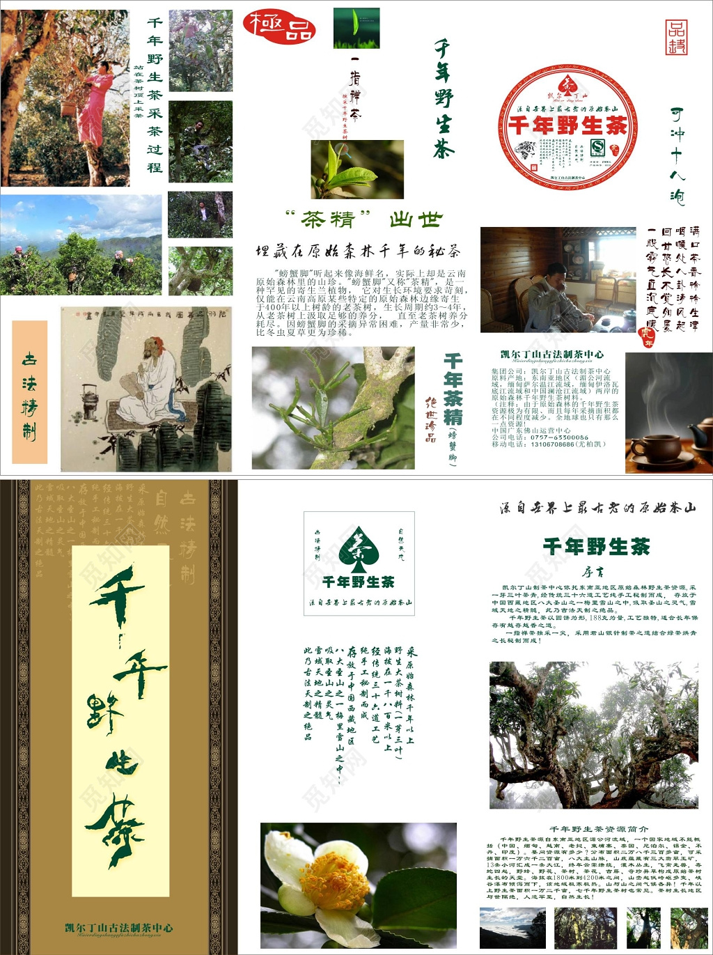 茶叶茶文化千年野生茶宣传册