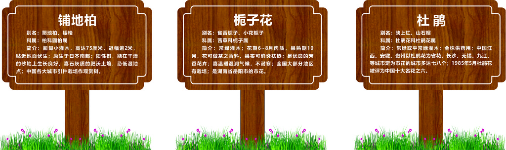 植物常识普及铺地柏栀子花杜鹃别名简介科属宣传栏