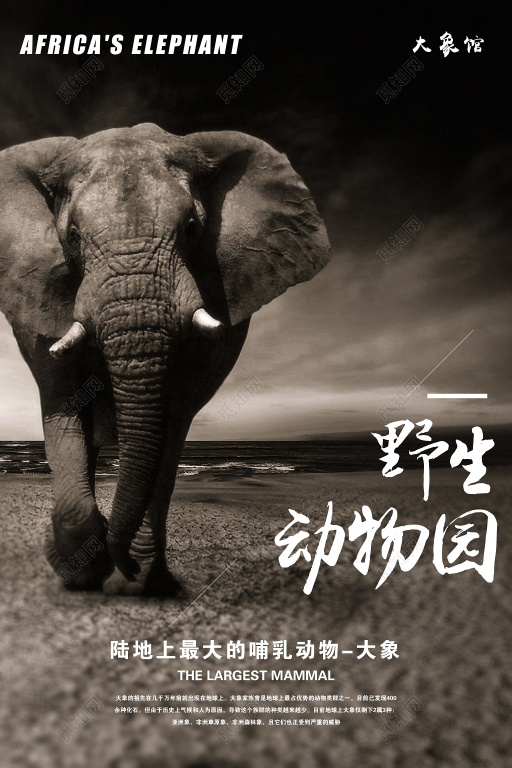 野生动物园大象馆最大的哺乳动物保护动物海报 