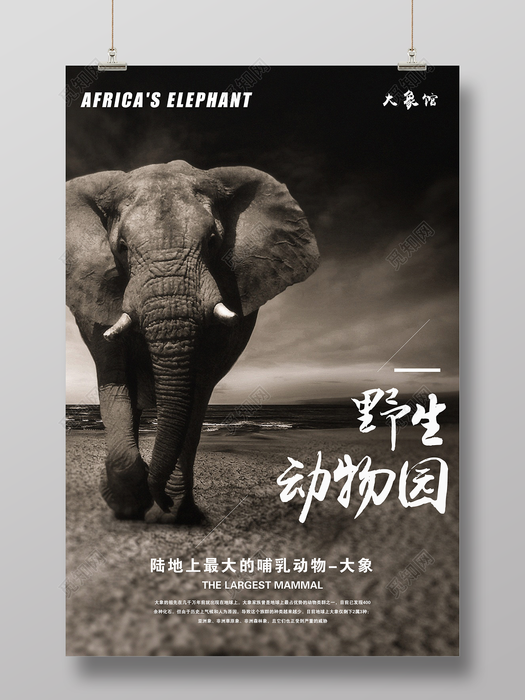 野生动物园大象馆最大的哺乳动物保护动物海报 