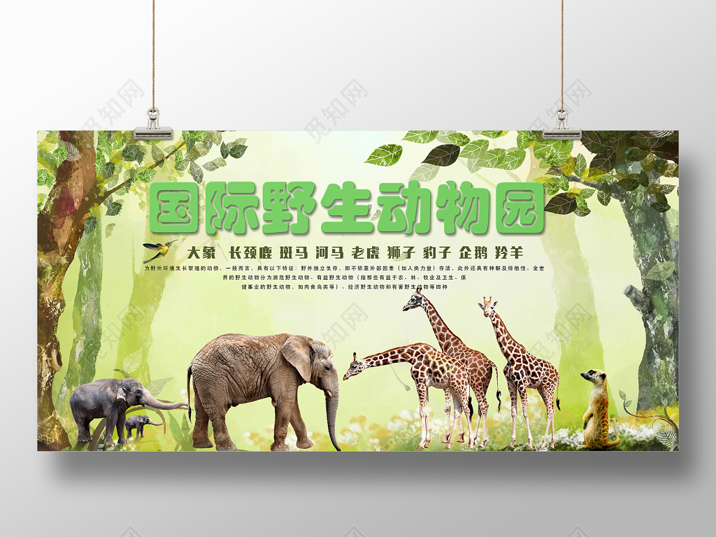 野生动物园绿色森林动物世界动物园海报保护动物展板 