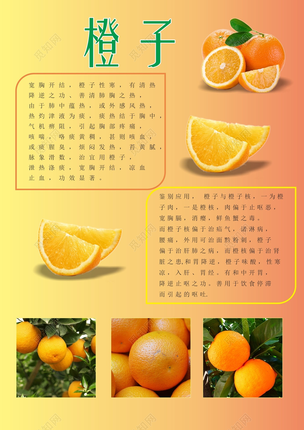 橙子新鲜水果介绍海报