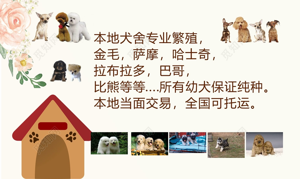 宠物名片设计宠物犬直销