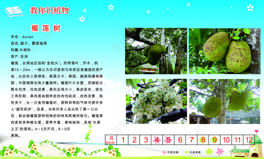 教你识植物榴莲树介绍文化墙 