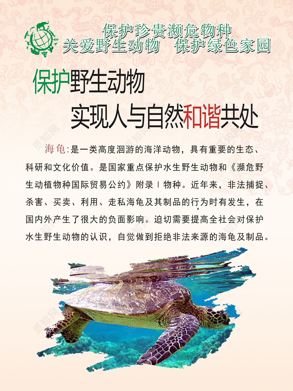 海龟保护野生动物实现人与自然和谐共处海报