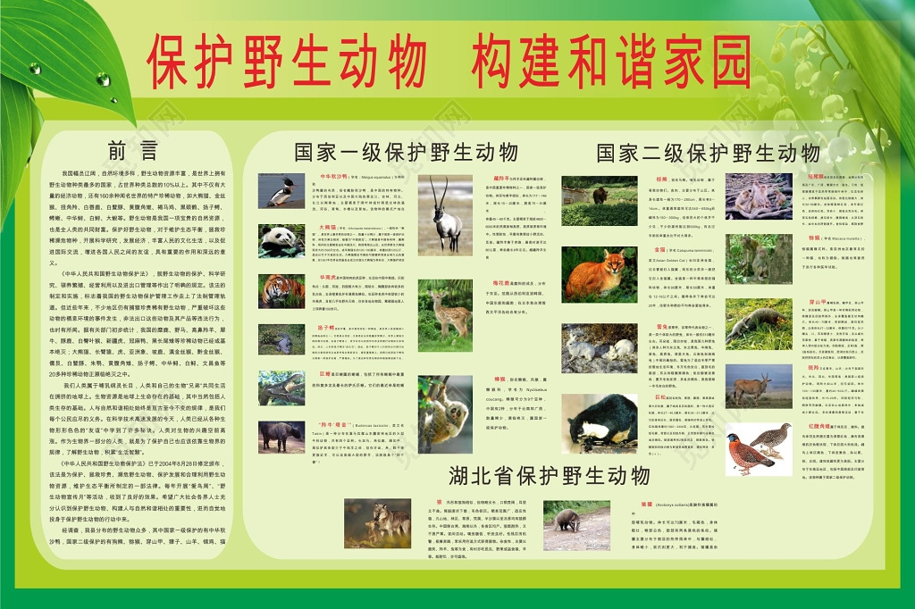 绿色背景保护野生动物维护生态安全海报