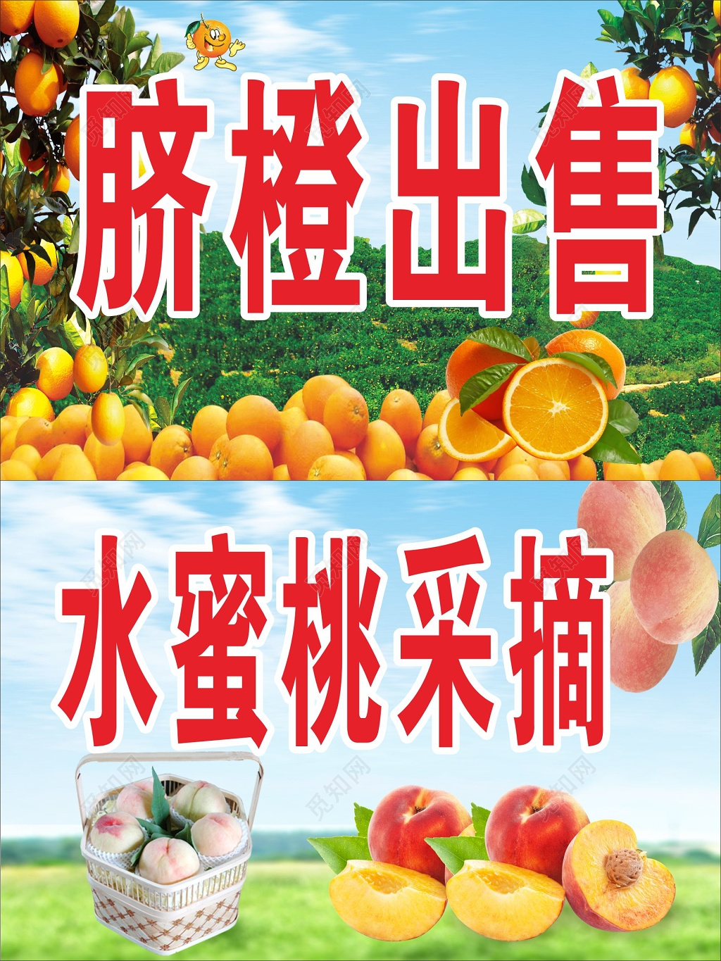 脐橙出售招牌水蜜桃采摘招牌
