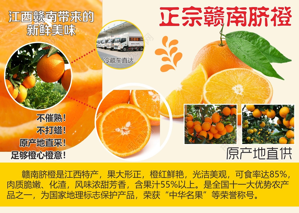 脐橙展板正宗赣南脐橙