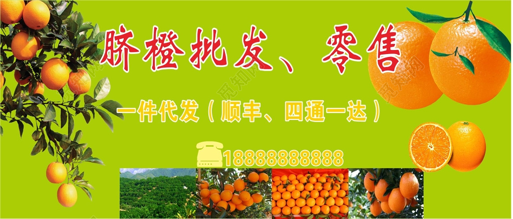 脐橙展板脐橙批发零售