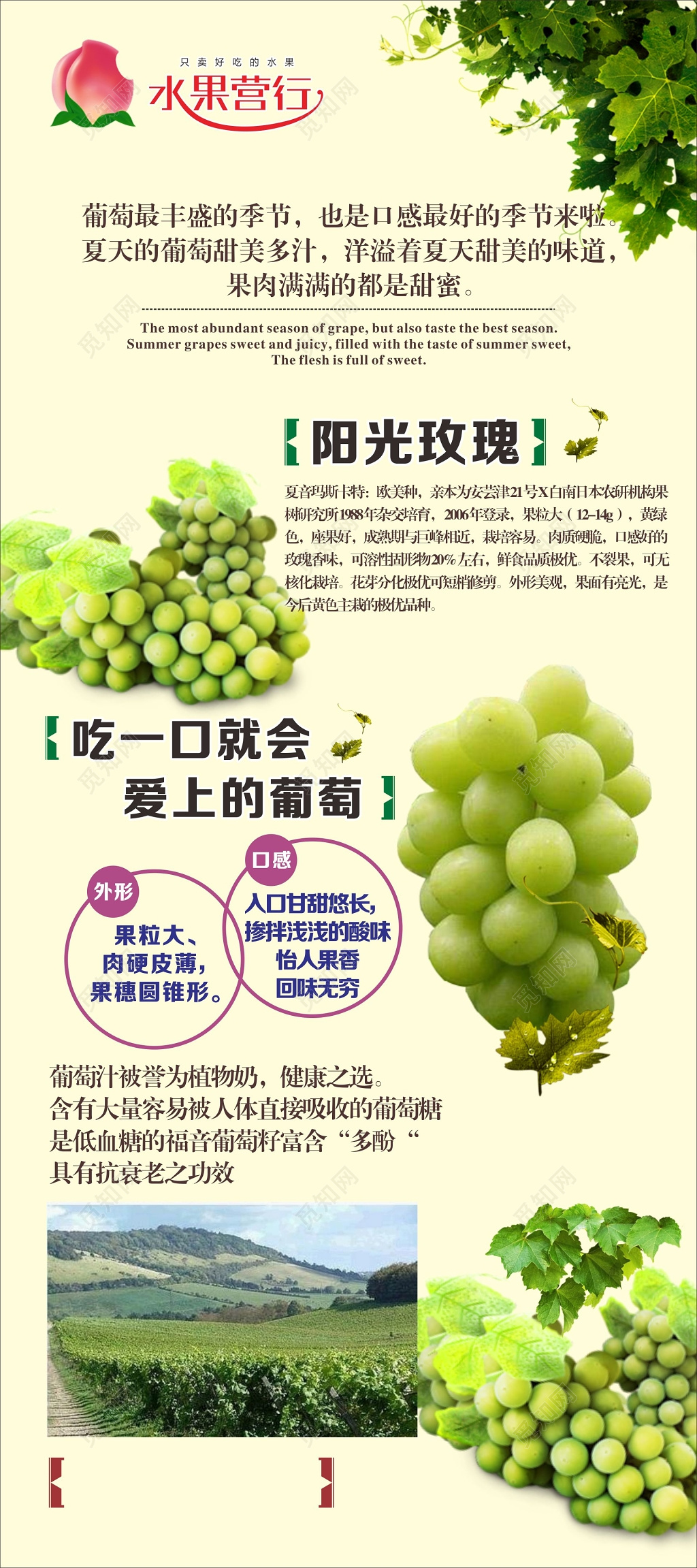 农产品海报水果营行展架葡萄海报