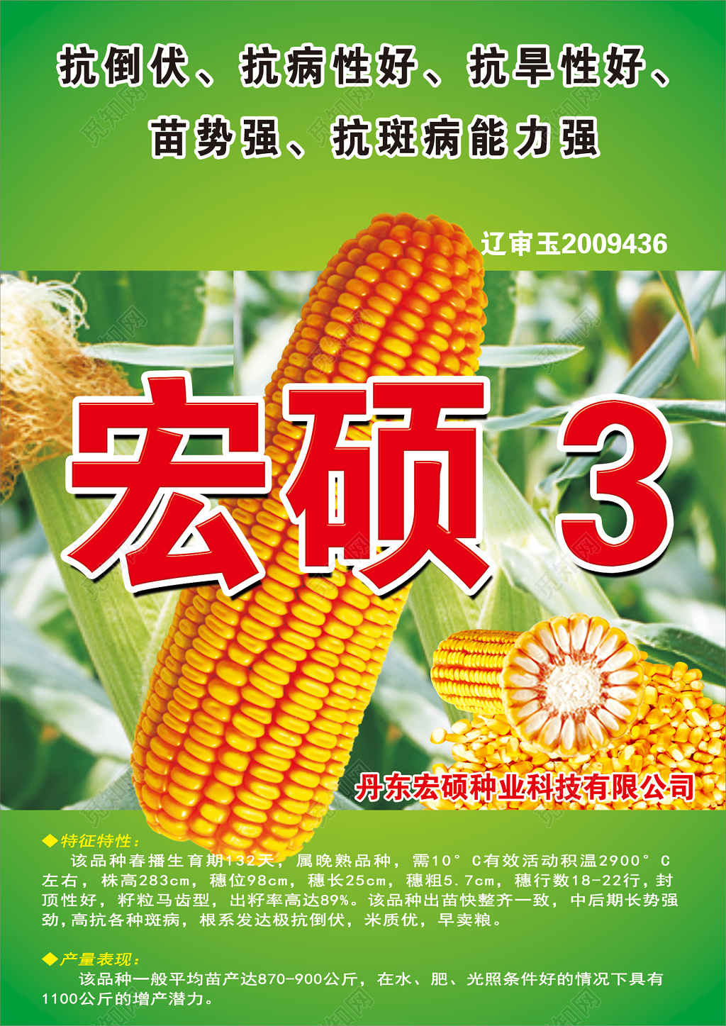 玉米品种粮食农产品海报