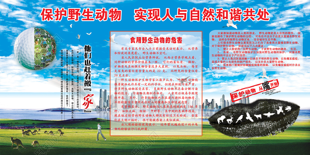 保护野生动物食用野生动物的危害展板模板