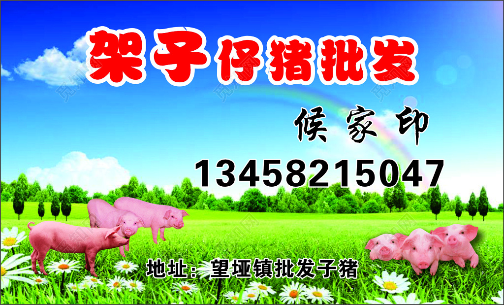 猪肉名片仔猪批发名片