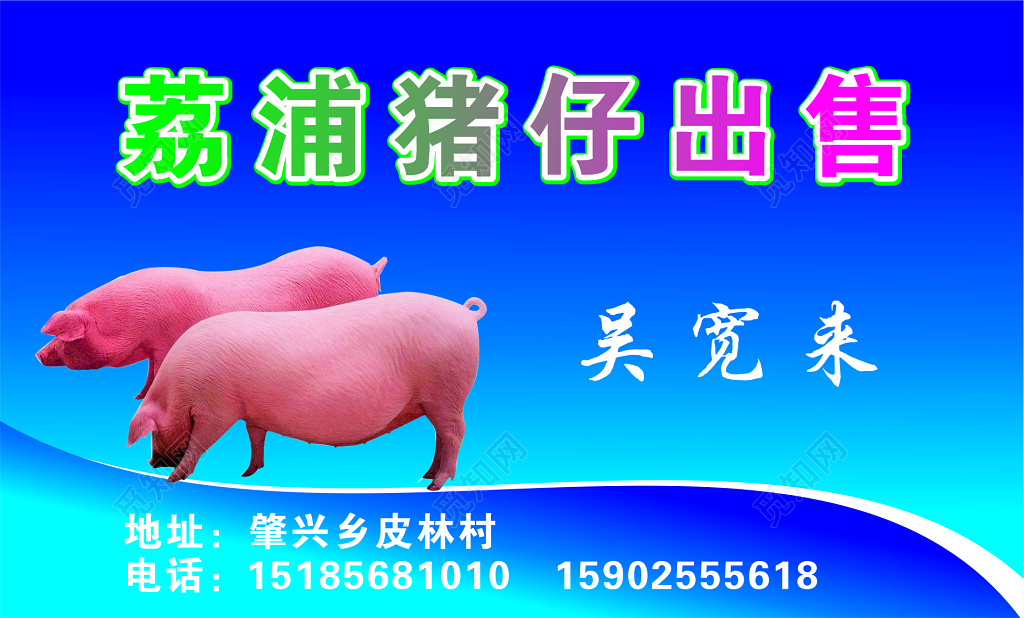 猪肉名片猪仔出售名片