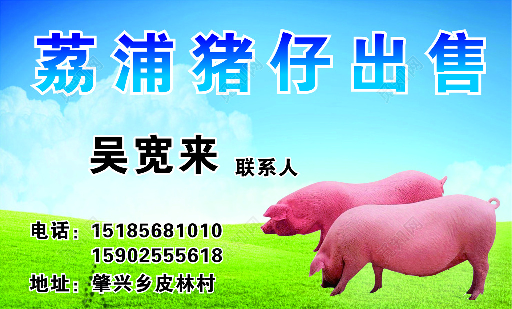 猪肉名片猪仔出售名片