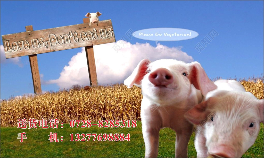 猪肉名片猪肉批发名片卡片模板