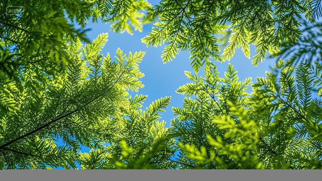 春分植树节松柏绿树蓝天白云仰望背景图