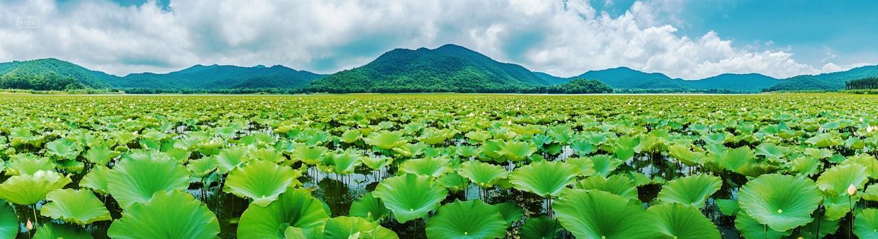 一片荷花基地夏天春天夏季荷叶荷塘青山风景海报
