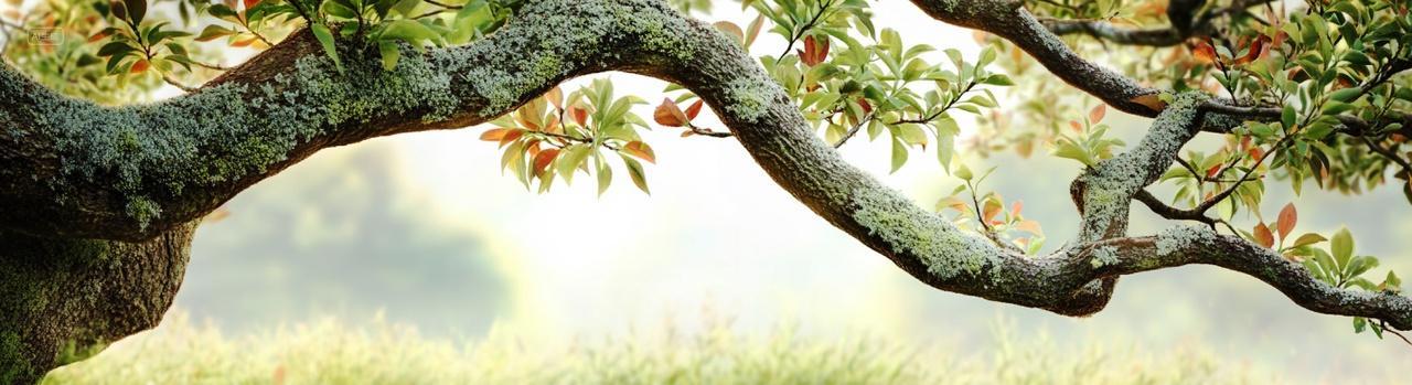 一棵长长青苔和绿叶的树干植物春天立春春分植物海报背景