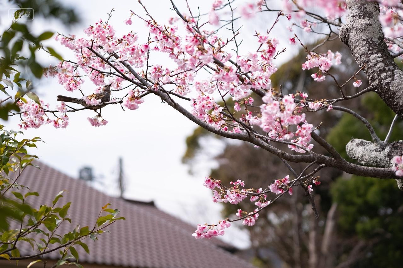 日本樱花旅游摄影大自然日本镰仓盛开的樱花树小鸟