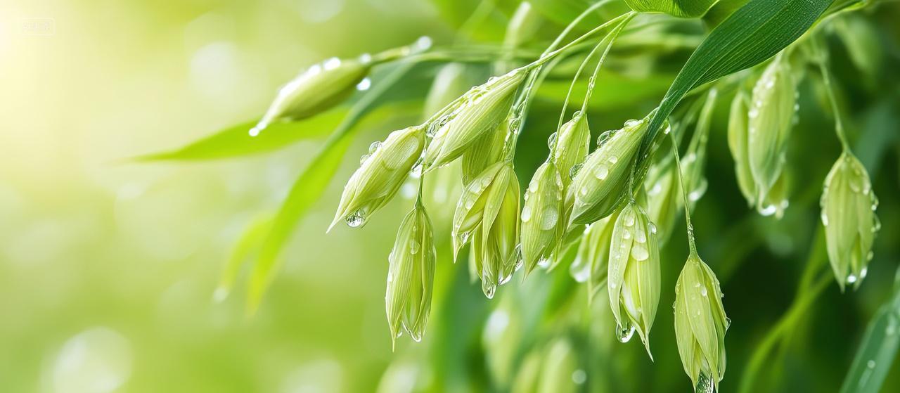 唯美绿色庄稼稻花春天谷雨二十四节气海报背景