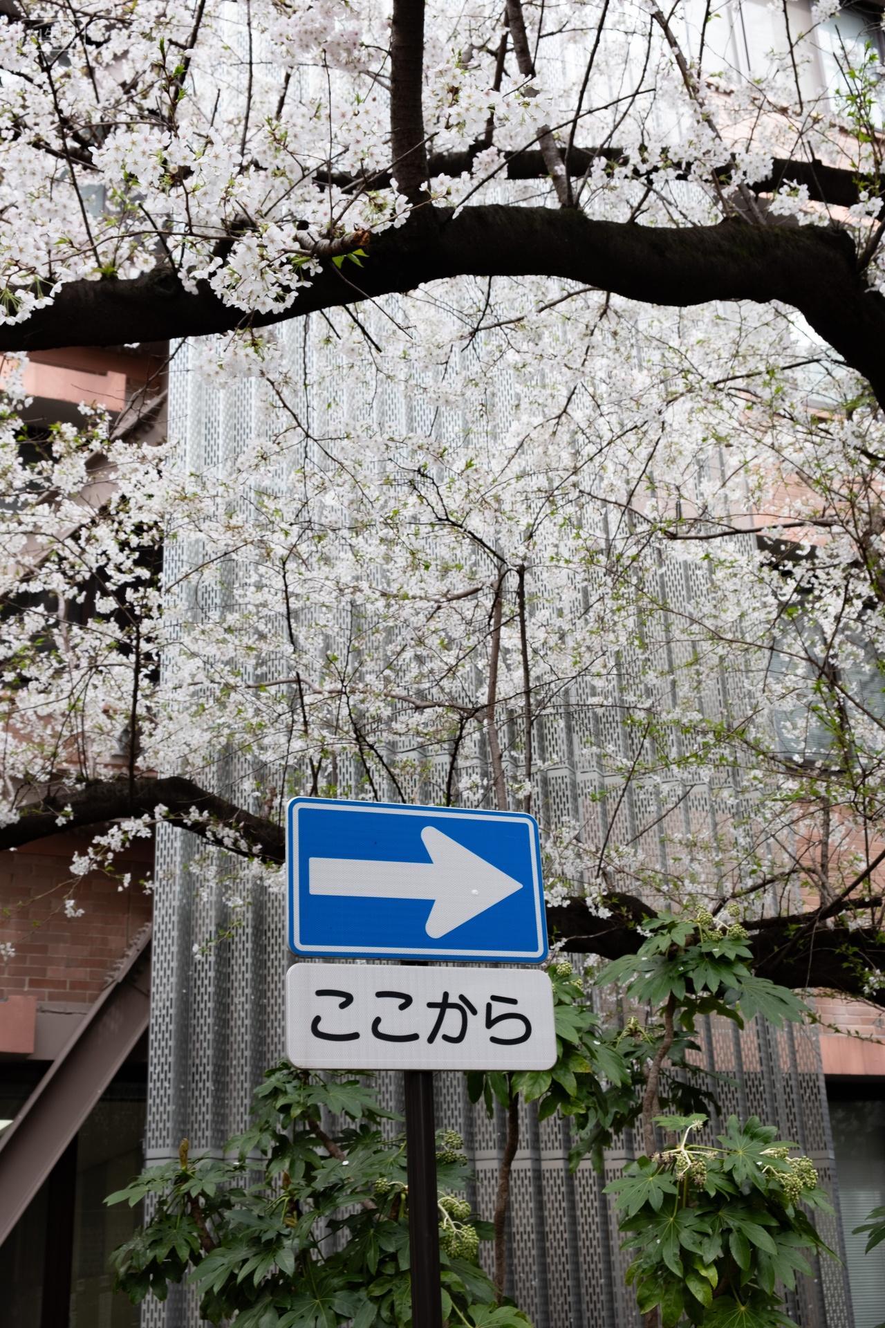 日本樱花旅游摄影大自然日本东京大学本乡校园盛开的樱花树路牌