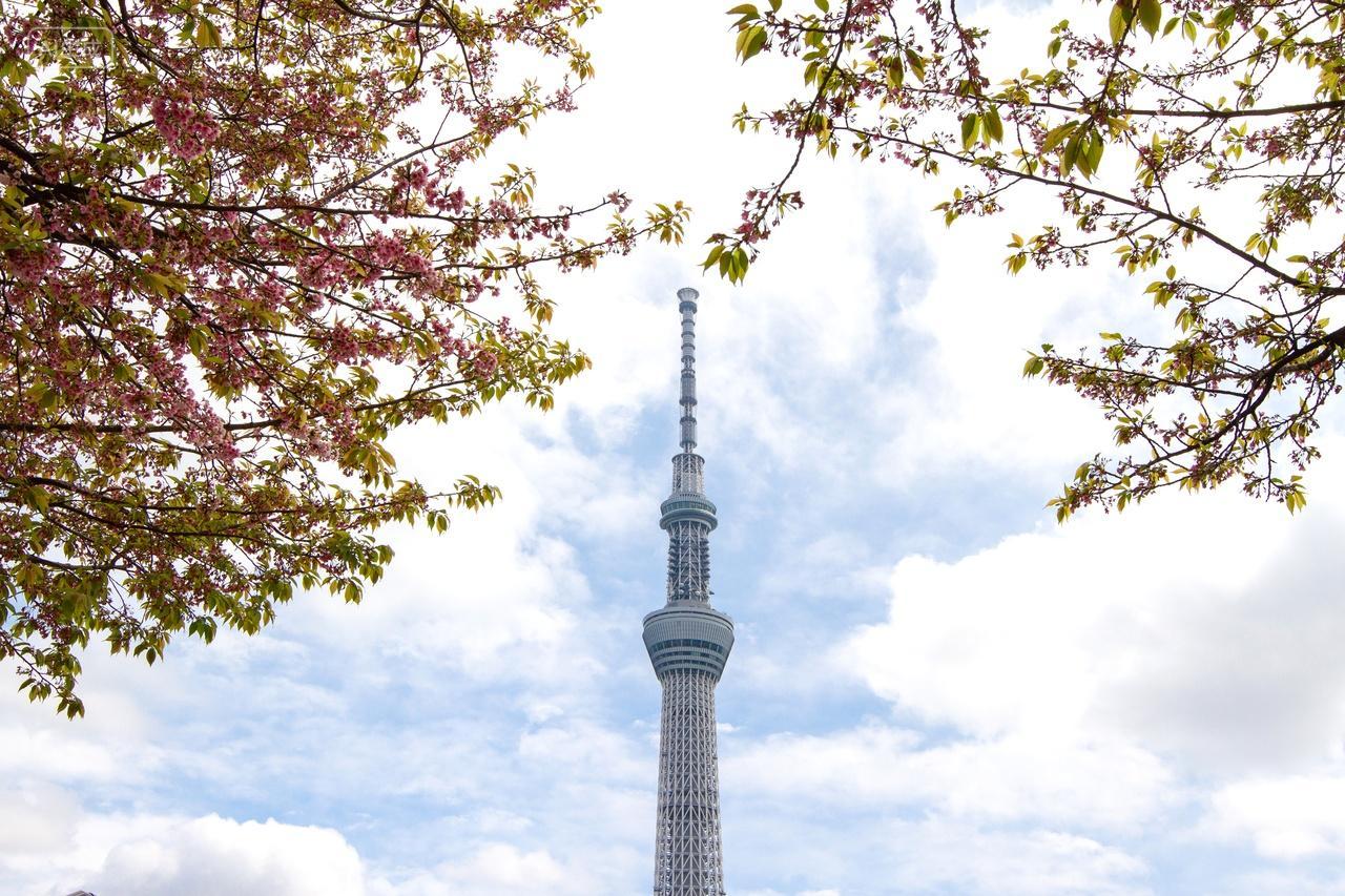 日本樱花旅游摄影大自然晴空塔和盛开的樱花树