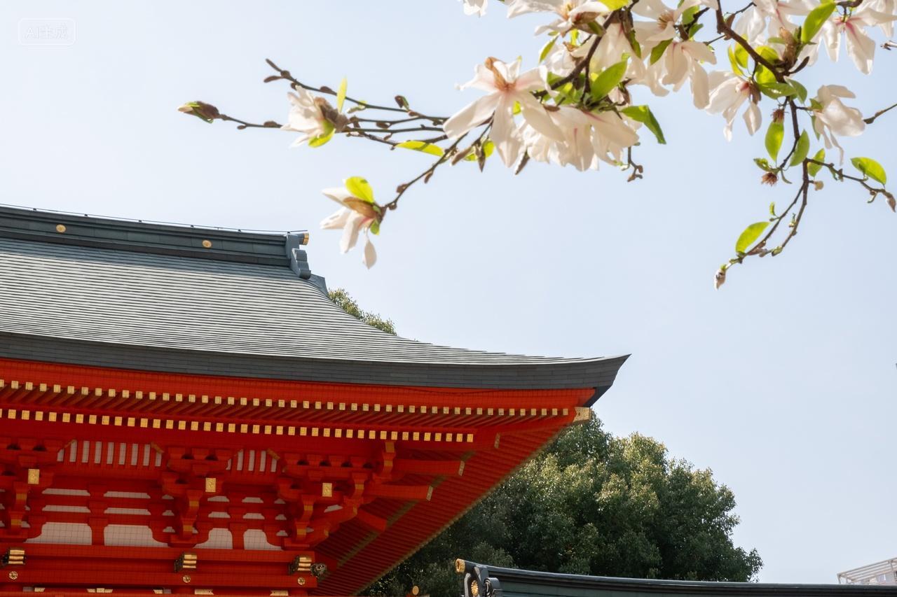 日本玉兰花旅游摄影大自然日本神社盛开的玉兰花树