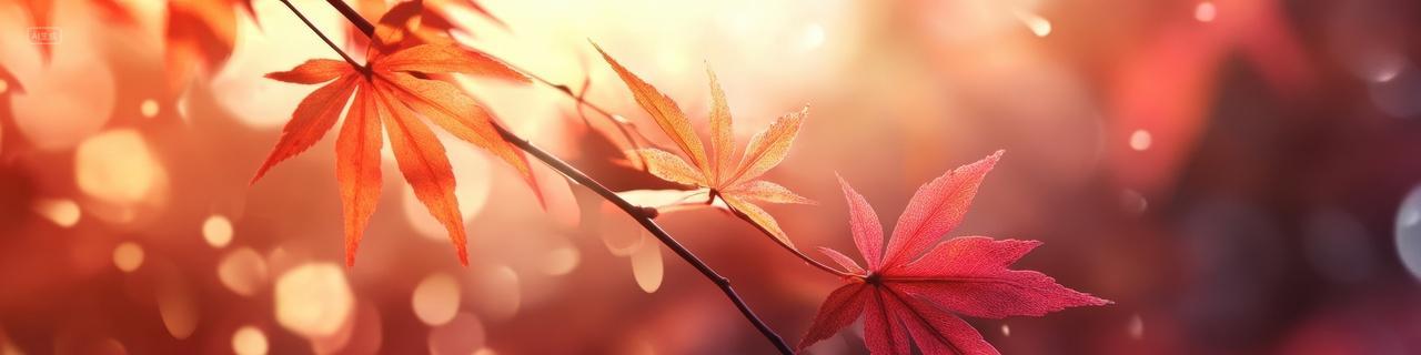 温暖的光芒照射在红色枫叶之上