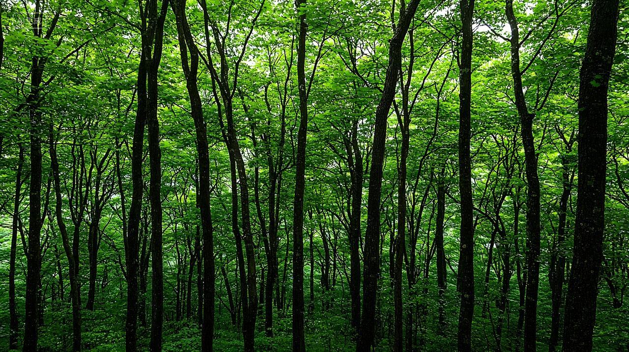 郁郁葱葱绿色森林树干茂密