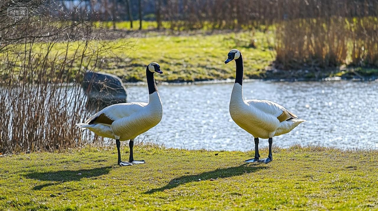 湿地公园大雁动物