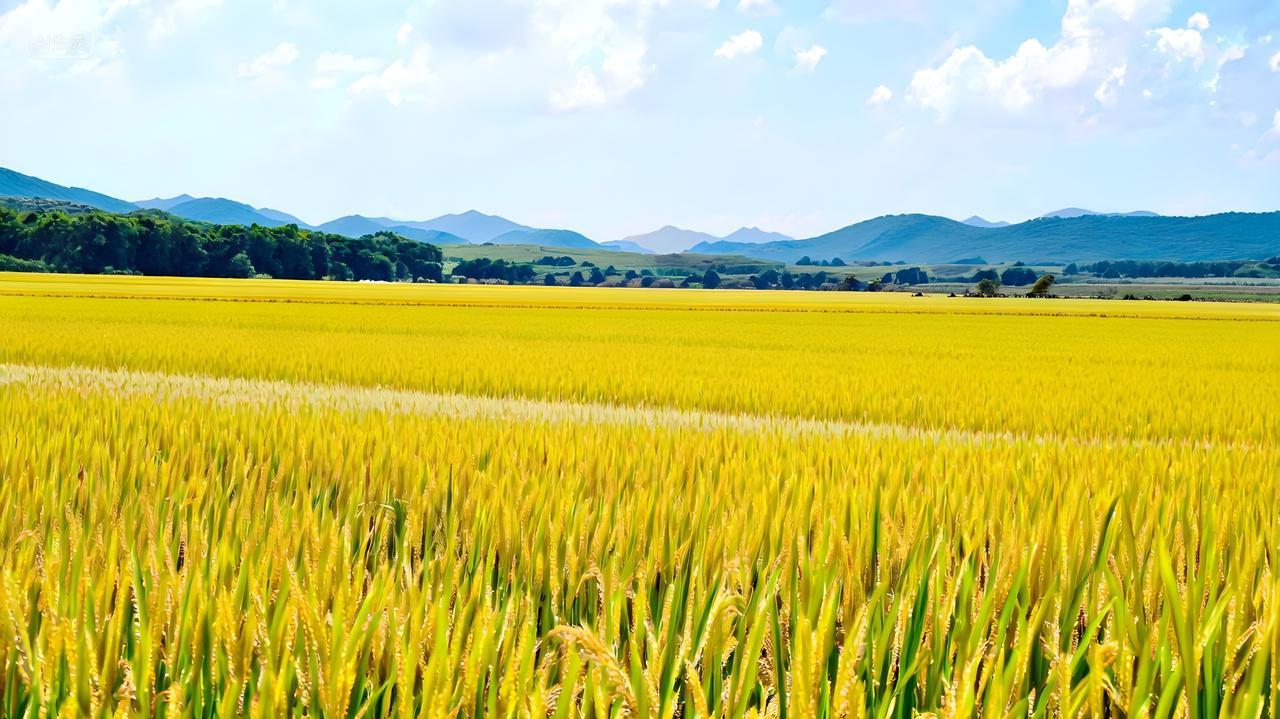 一望无际最美乡村景色成熟黄金稻田网红打卡点