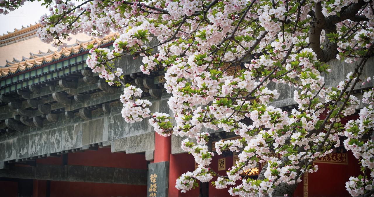 古建筑故宫梨花开春天