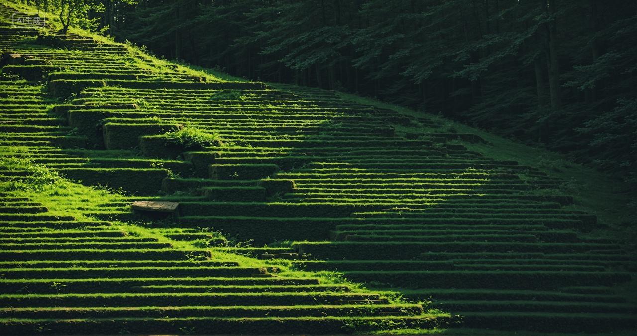 阳光绿色青苔台阶绿色背景
