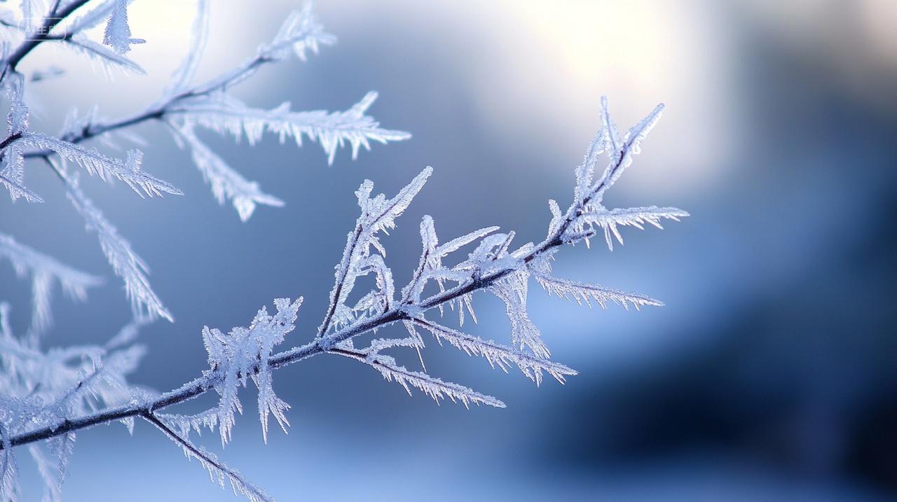 树枝上挂满霜雪霜降节气
