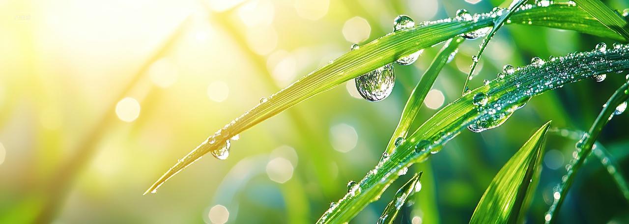 寒露背景草地上布满了晶莹剔透的露珠二十四节气