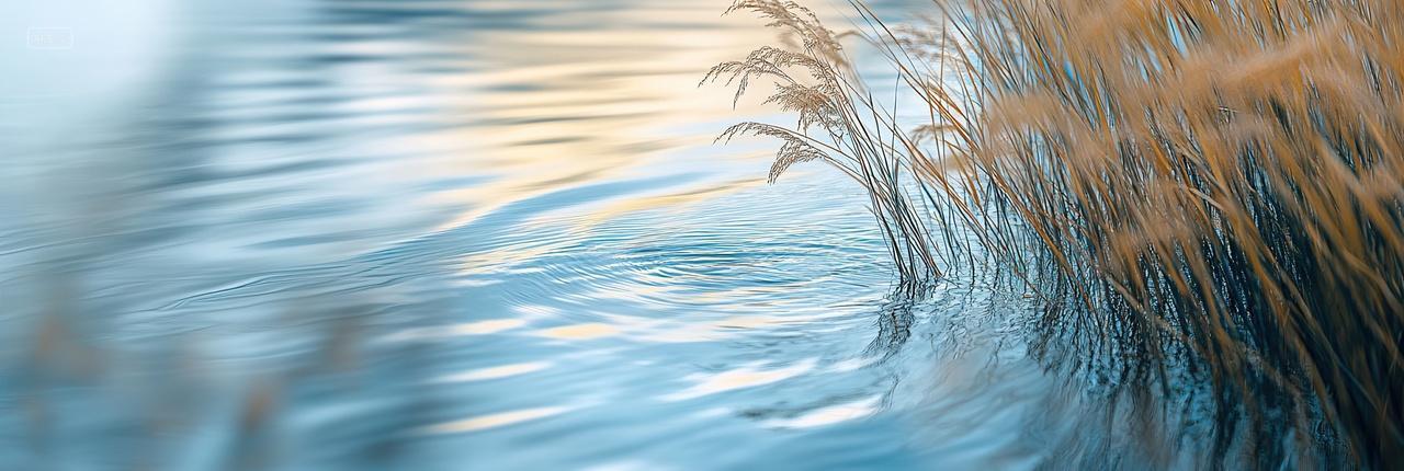 寒露背景河边芦苇背景二十四节气