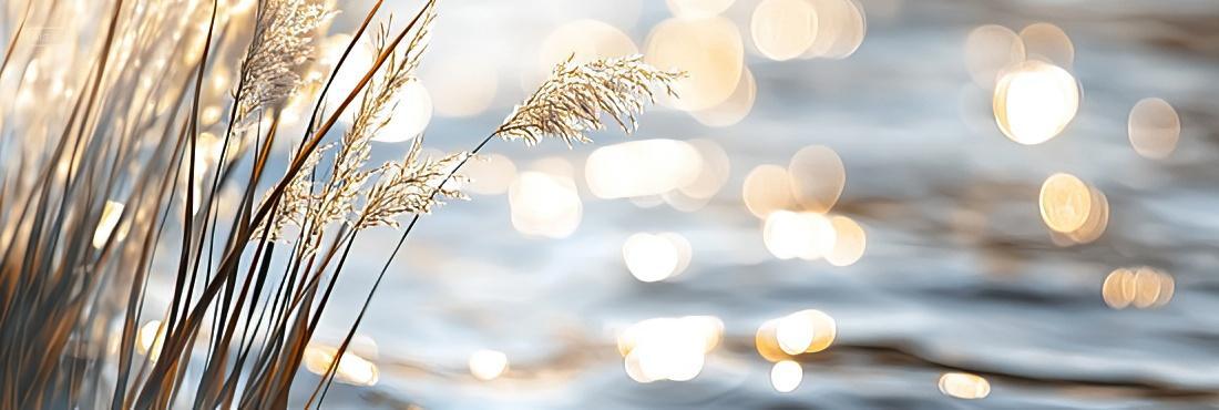 寒露背景唯美水边芦苇背景二十四节气